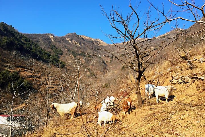 Hike San Jie Bei Great Wall — Walk Where Three Provinces Meet photo 4