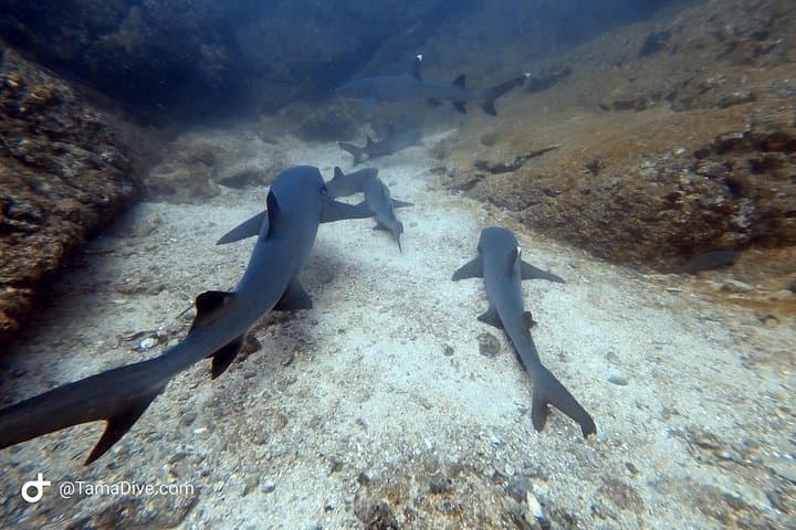 Tamarindo SSI Open Water Diver Course: Learn to Scuba in Costa Rica’s Pacific photo 4
