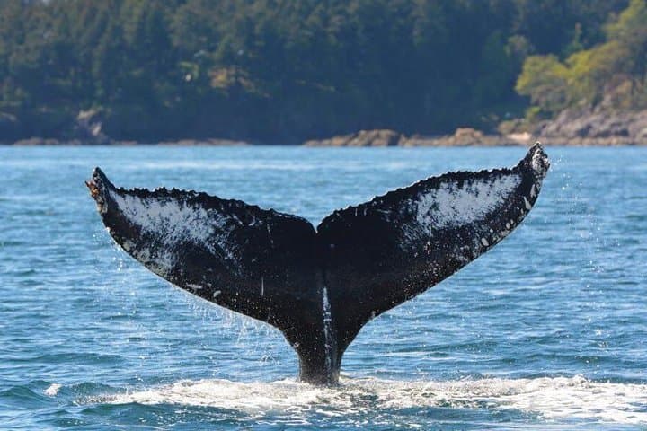 Half-Day Whale Watching in Johnstone Strait from Telegraph Cove photo 6