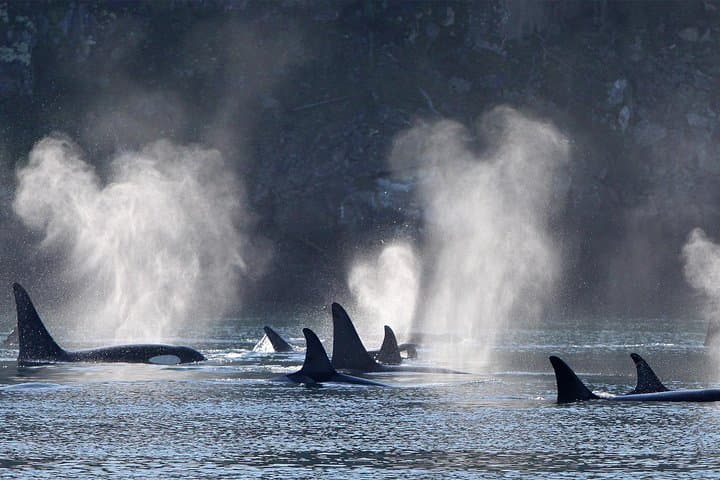 Half-Day Whale Watching in Johnstone Strait from Telegraph Cove photo 5