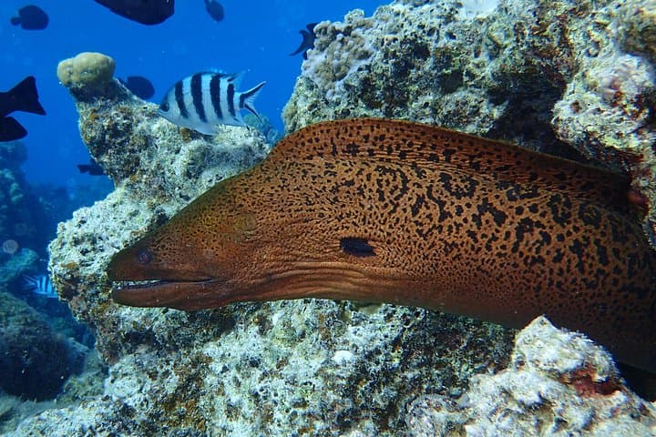 Bora Bora Full-Day Dive and Snorkel Combo — Two-Tank Scuba & Lagoon Snorkel photo 5