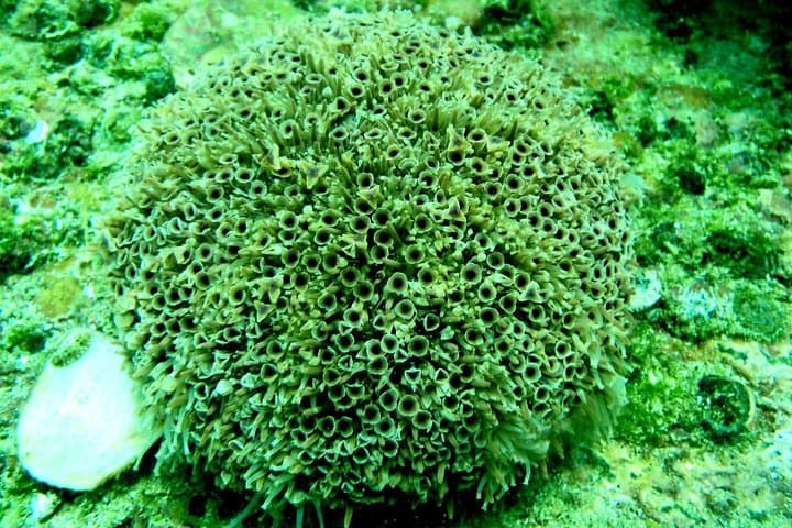Private Snorkel in Huatulco — 2–3 Hour Guided Reef Swim in Bahías de Huatulco photo 4