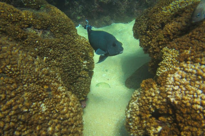 Private Snorkel in Huatulco — 2–3 Hour Guided Reef Swim in Bahías de Huatulco photo 5