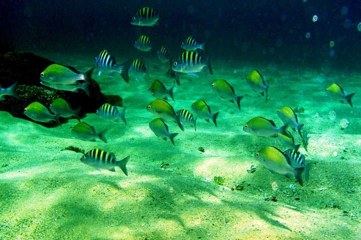 Private Snorkel in Huatulco — 2–3 Hour Guided Reef Swim in Bahías de Huatulco photo 6