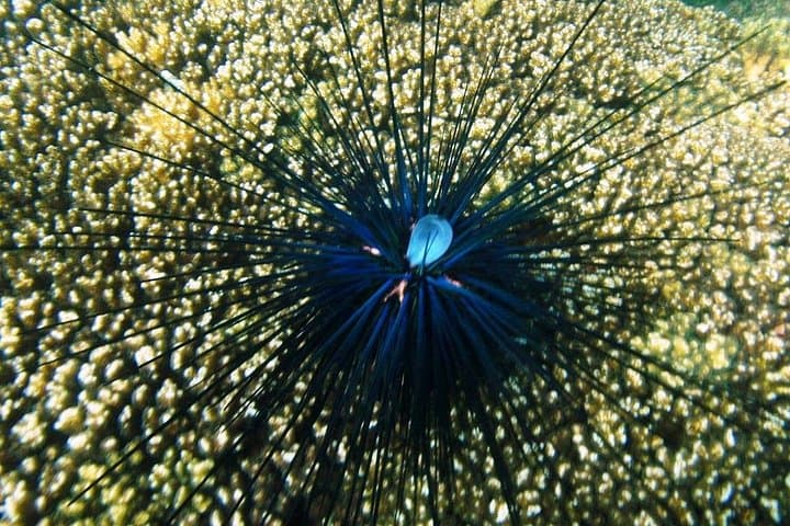 Huatulco Family Snorkeling: 3-Hour Coastal Wildlife & Guide-Led Experience photo 3