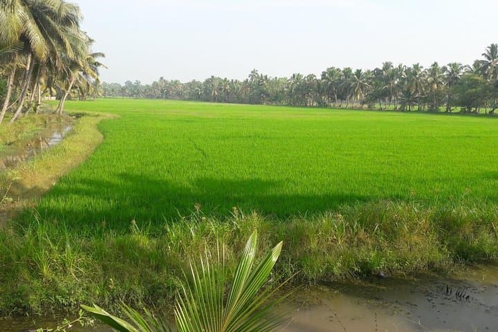 Kerala One-Week Tour: Kochi, Munnar, Thekkady & Alleppey photo 5
