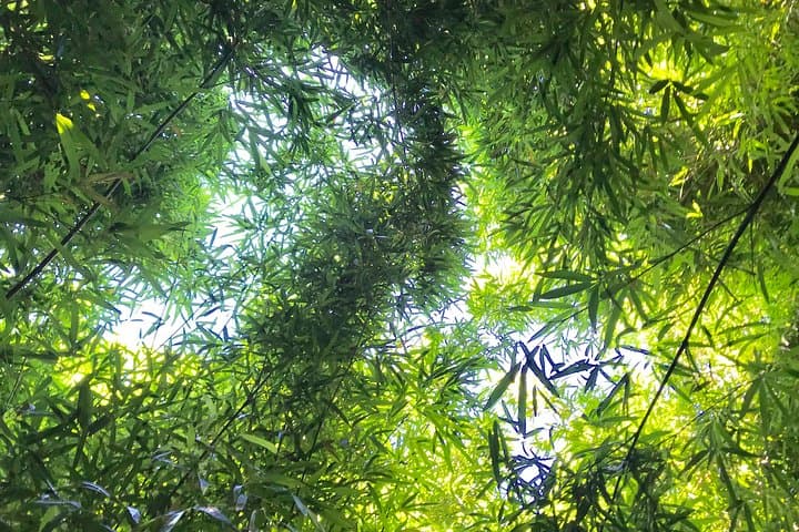 Halfway to Hana: Private 4-Hour Road to Hana Experience from Paia photo 4