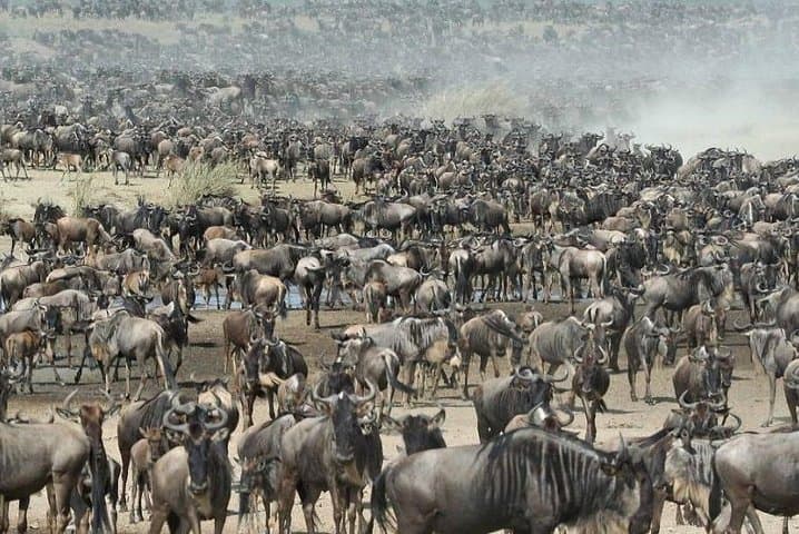 3-Day Private Masai Mara Safari from Nairobi: Big Five & Wildebeest Migration photo 6