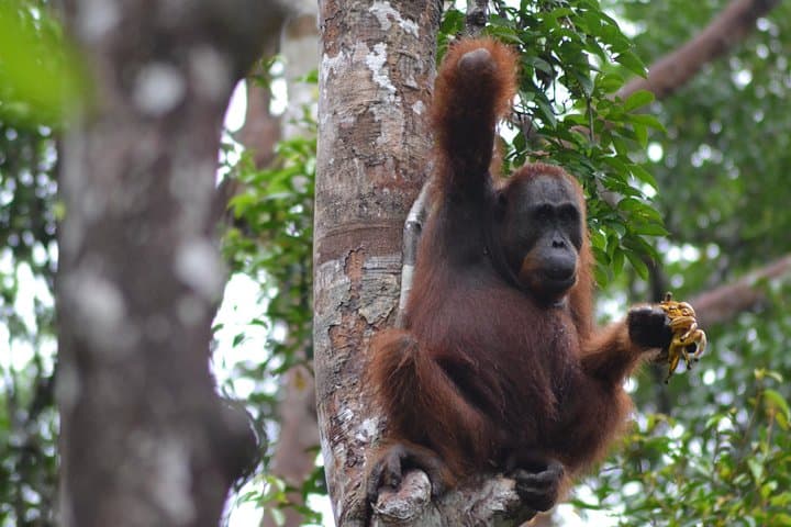 Dayak Lamandau & Orangutan Trek: 6-Day Tanjung Puting Cultural and Wildlife Expedition photo 3