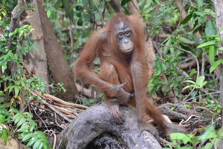 Dayak Lamandau & Orangutan Trek: 6-Day Tanjung Puting Cultural and Wildlife Expedition photo 5