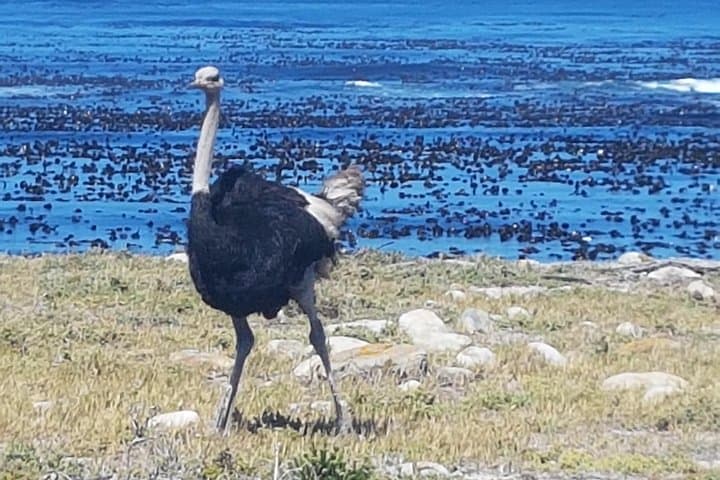Cape Peninsula Private Tour: Cape Point, Cape of Good Hope & Boulders Penguin Colony photo 3