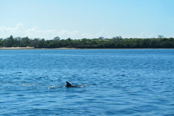 4-Day Diani Beach Getaway: Wasini Dolphins, Snorkeling & Ali Barbour Cave Dinner