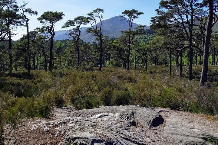 Alternative Loch Ness Day Tour — Glen Affric, Corrimony & Plodda Falls photo 4