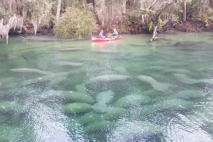 Blue Spring Manatee Kayak: Paddle Among Florida’s Sea Cows photo 4