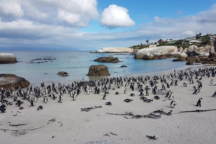 Cape Peninsula Private Tour: Cape Point, Cape of Good Hope & Boulders Penguin Colony