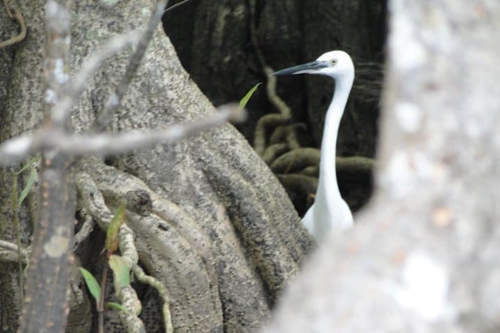 Bentota River Safari: Mangrove Lagoon Boat Tour & Wildlife Cruise photo 4