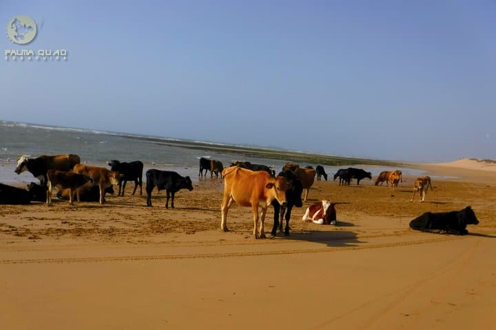Essaouira Big Dunes and Atlantic Coast Quad Tour — 2-Hour Adventure photo 5