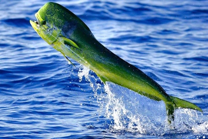 Boca Raton Deep-Sea Fishing Charter — Sailfish, Wahoo & Kingfish Adventures photo 4