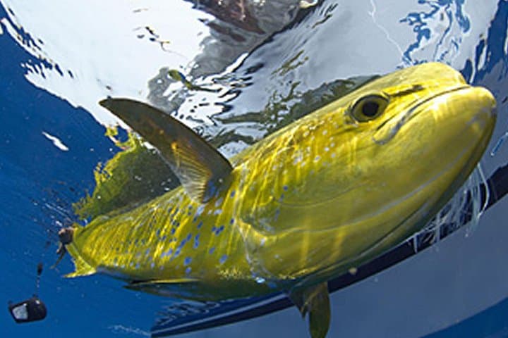 Marathon Offshore Fishing Charter: Four-Hour Sportfishing in the Florida Keys photo 4