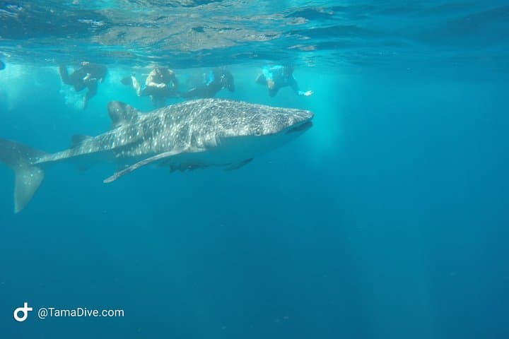 Snorkeling Catalina Islands from Tamarindo — Sharks, Rays & Clear Water photo 2