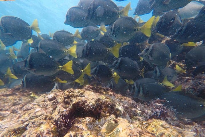 Snorkeling Catalina Islands from Tamarindo — Sharks, Rays & Clear Water photo 4