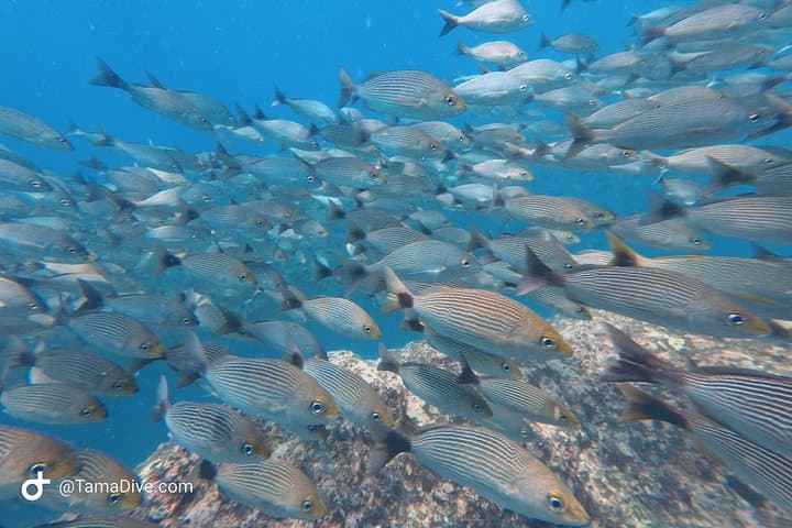 Snorkeling Catalina Islands from Tamarindo — Sharks, Rays & Clear Water photo 5