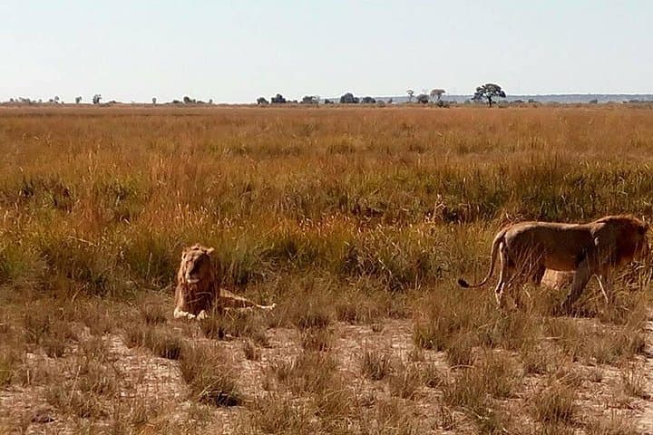 Chobe Day Trip from Livingstone — Botswana Riverfront Safari & Wildlife Viewing