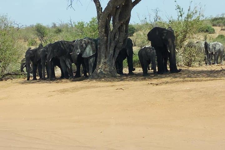 Chobe Day Trip from Livingstone — Botswana Riverfront Safari & Wildlife Viewing photo 2