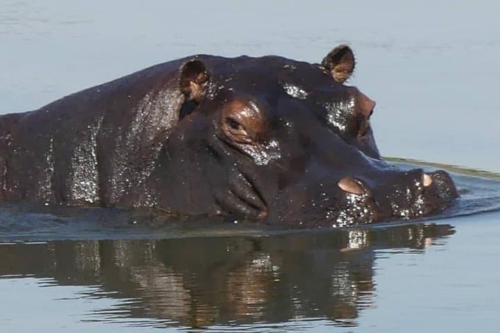 Chobe Day Trip from Livingstone — Botswana Riverfront Safari & Wildlife Viewing photo 3