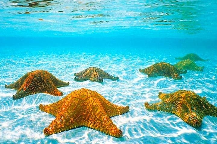 Roatan Catamaran Snorkel: Shipwrecks, Starfish & Big Bight Beach Transfer photo 6