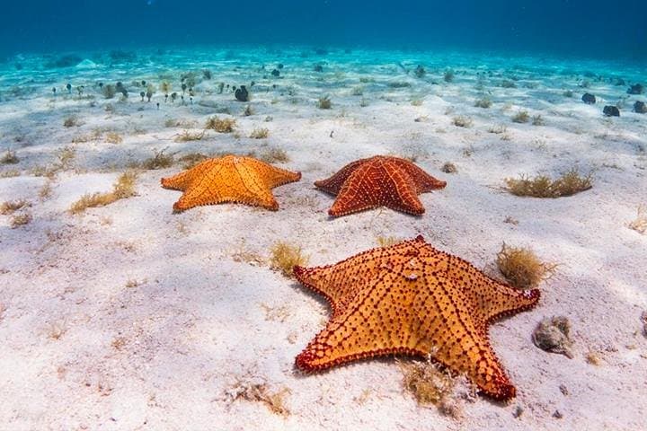 Roatán Catamaran Snorkeling Party — North-Side Reef, Starfish & Shipwrecks photo 4