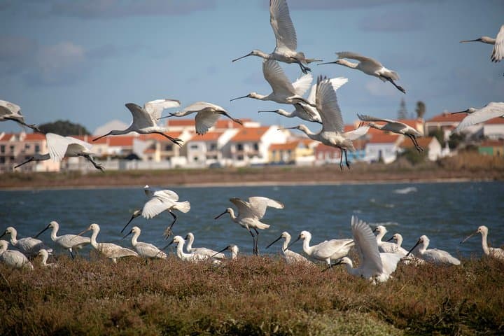 Lisbon Birdwatching Boat Tour — Tagus Estuary Birding Cruise from Lisbon photo 3