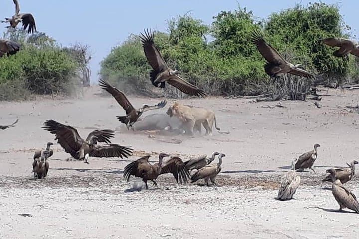 Chobe Day Trip from Livingstone — Botswana Riverfront Safari & Wildlife Viewing photo 5