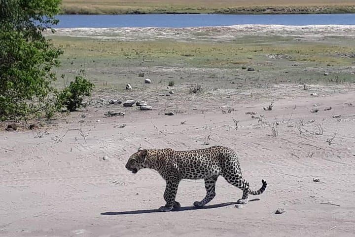 Chobe Day Trip from Livingstone — Botswana Riverfront Safari & Wildlife Viewing photo 6