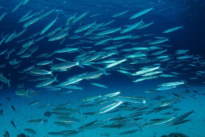Similan Islands 2-Day Liveaboard: Advanced Scuba Diving from Phuket photo 3