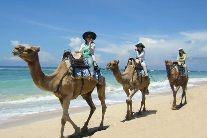 Camel Safari on Sawangan White Sand Beach with Uluwatu Temple Visit photo 1