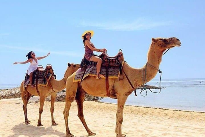 30-Minute Bali Camel Safari on Sawangan White Sand Beach