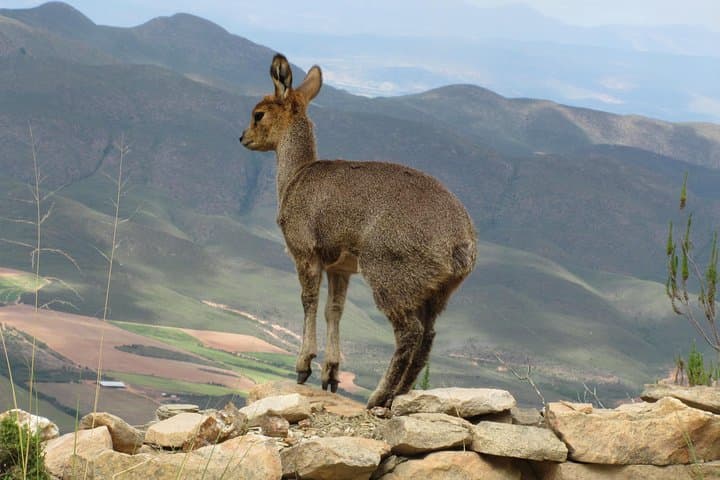 Swartberg Pass, Prince Albert & Meiringspoort Day Trip from Oudtshoorn photo 2