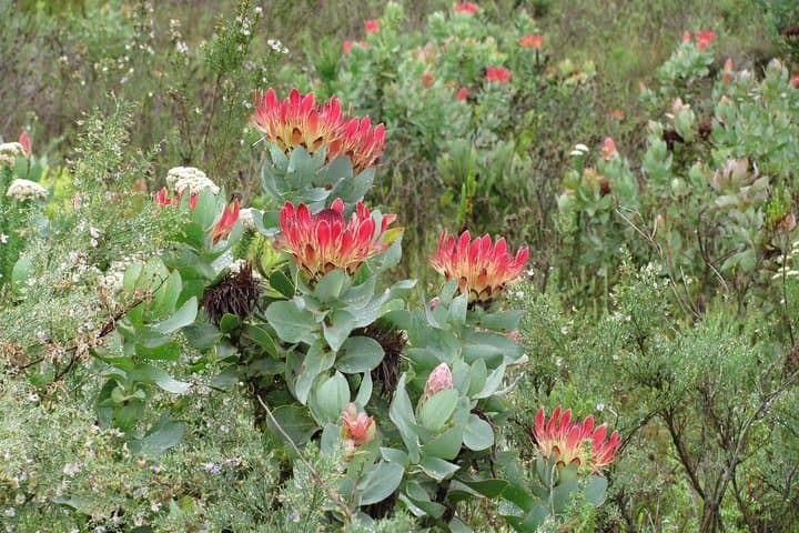 Swartberg Pass, Prince Albert & Meiringspoort Day Trip from Oudtshoorn photo 3