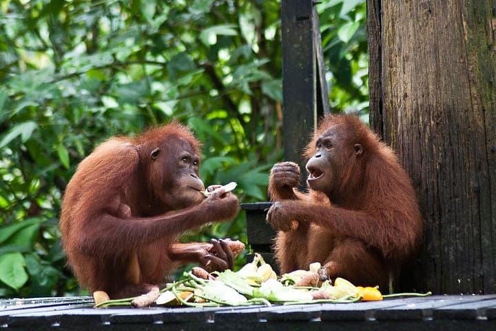 Sepilok Orangutan & Sun Bear: Full-Day Sandakan Nature City Tour (with Lunch)