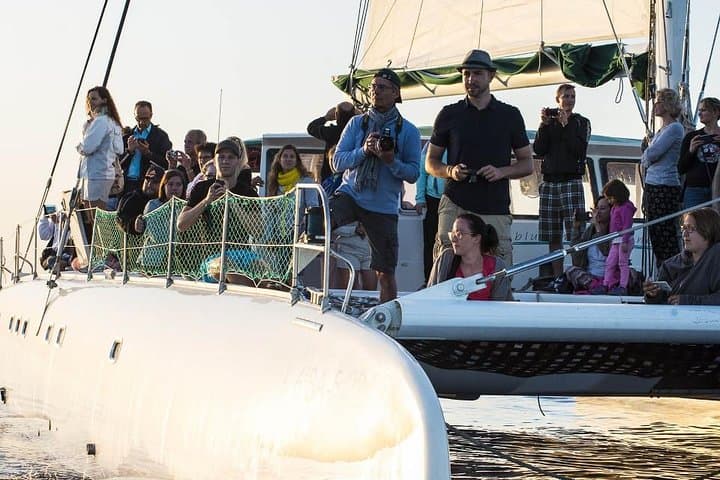 Catamaran Cruise from Cala Ratjada to Cap des Freus & Llevant Natural Park photo 5
