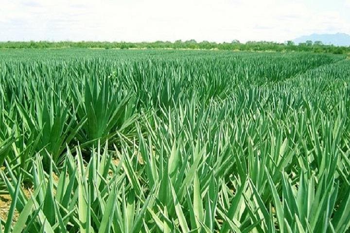 Full-Day Sisal Plantation & Processing Tour in Tanga, Tanzania