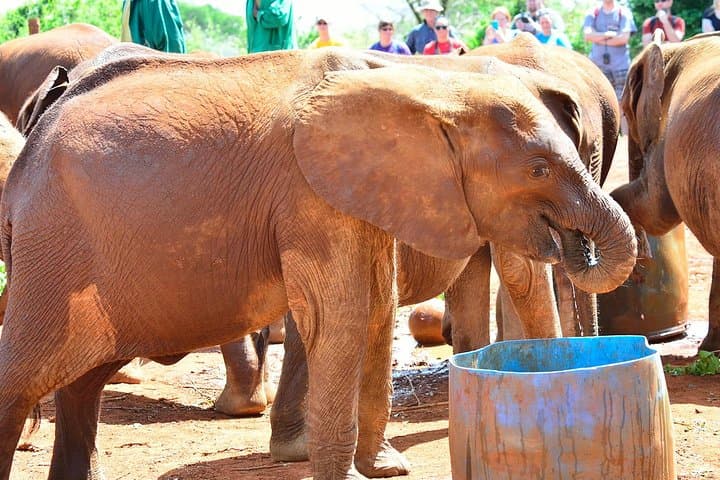 Eye-Level Encounters: Giraffe Center & Elephant Orphanage Day Tour from Nairobi photo 2