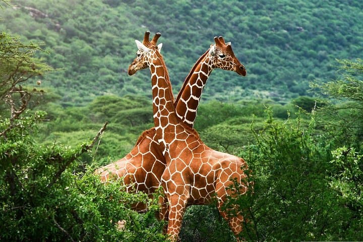 Nairobi Elephant Orphanage & Giraffe Centre Conservation Day Tour photo 5