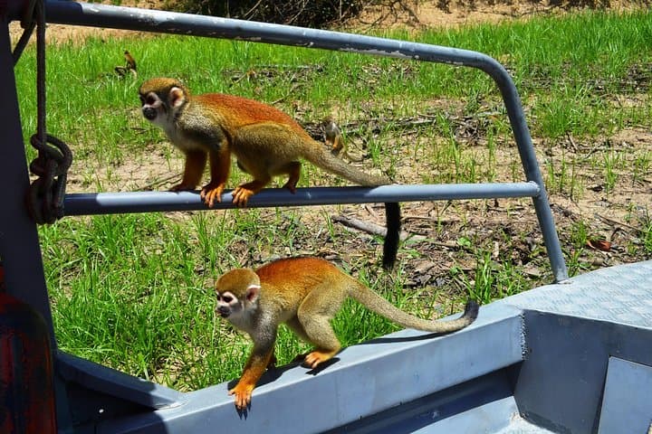 8-Hour Amazonas Jungle Trek and Anavilhanas Archipelago Day Tour from Manaus photo 6