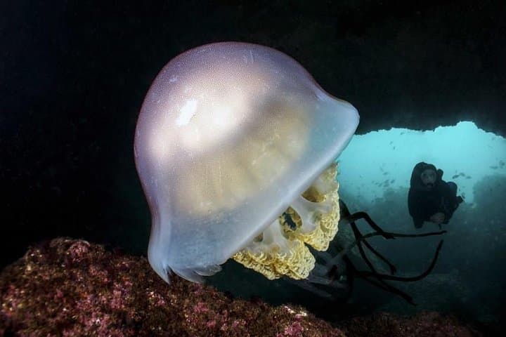 Introductory Scuba Dive in the Lisbon Region — Try Diving in Setúbal District