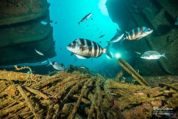 Double Dream Dive in Sesimbra Maritime Reserve — Two Scuba Dives from Lisbon photo 2