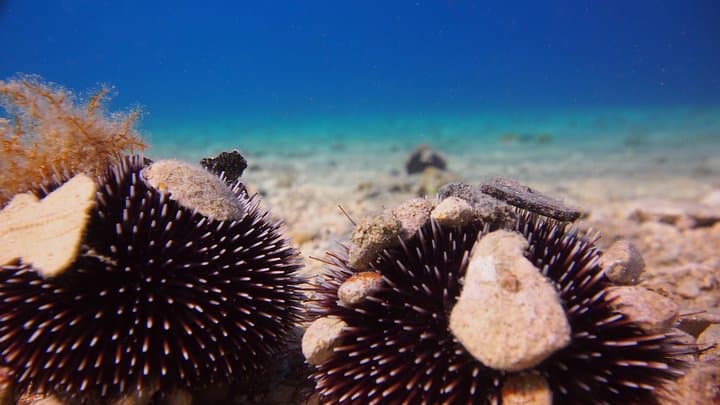 Brela Bikini Dive: Private Try Scuba on the Home Reef (45-Min Underwater Experience) photo 2