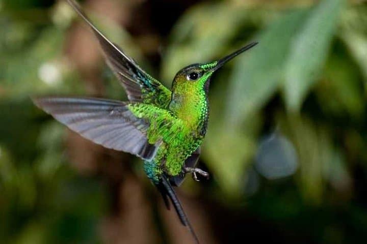 Mindo Cloud Forest Private Tour — Chocolate, Coffee & Birdwatching from Quito