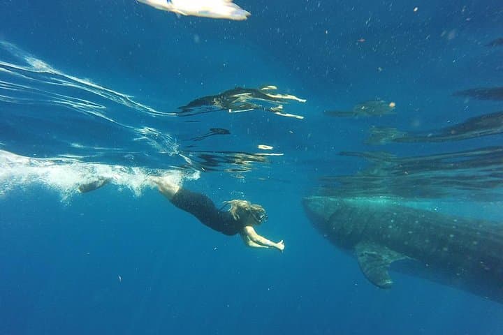 How to Swim with Whale Sharks from Tulum: Half-Day Guide